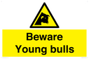 beware-young-bulls~